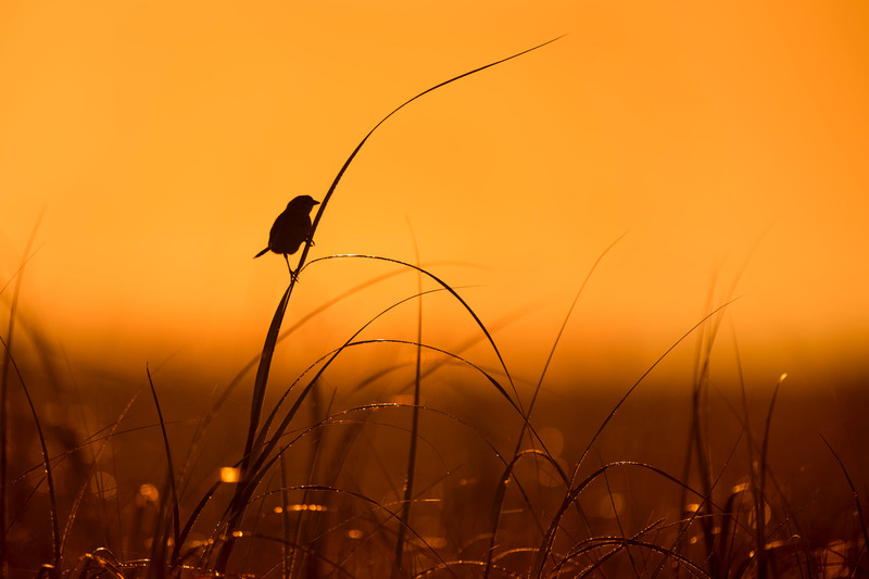 Returning to the “Developed” World: A Reflection on Hope and Sparrows