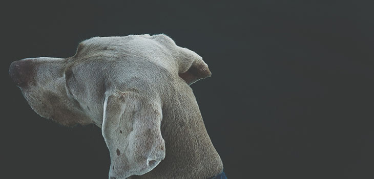 What My Dog Emmett Taught Me About the Theology of Scarcity