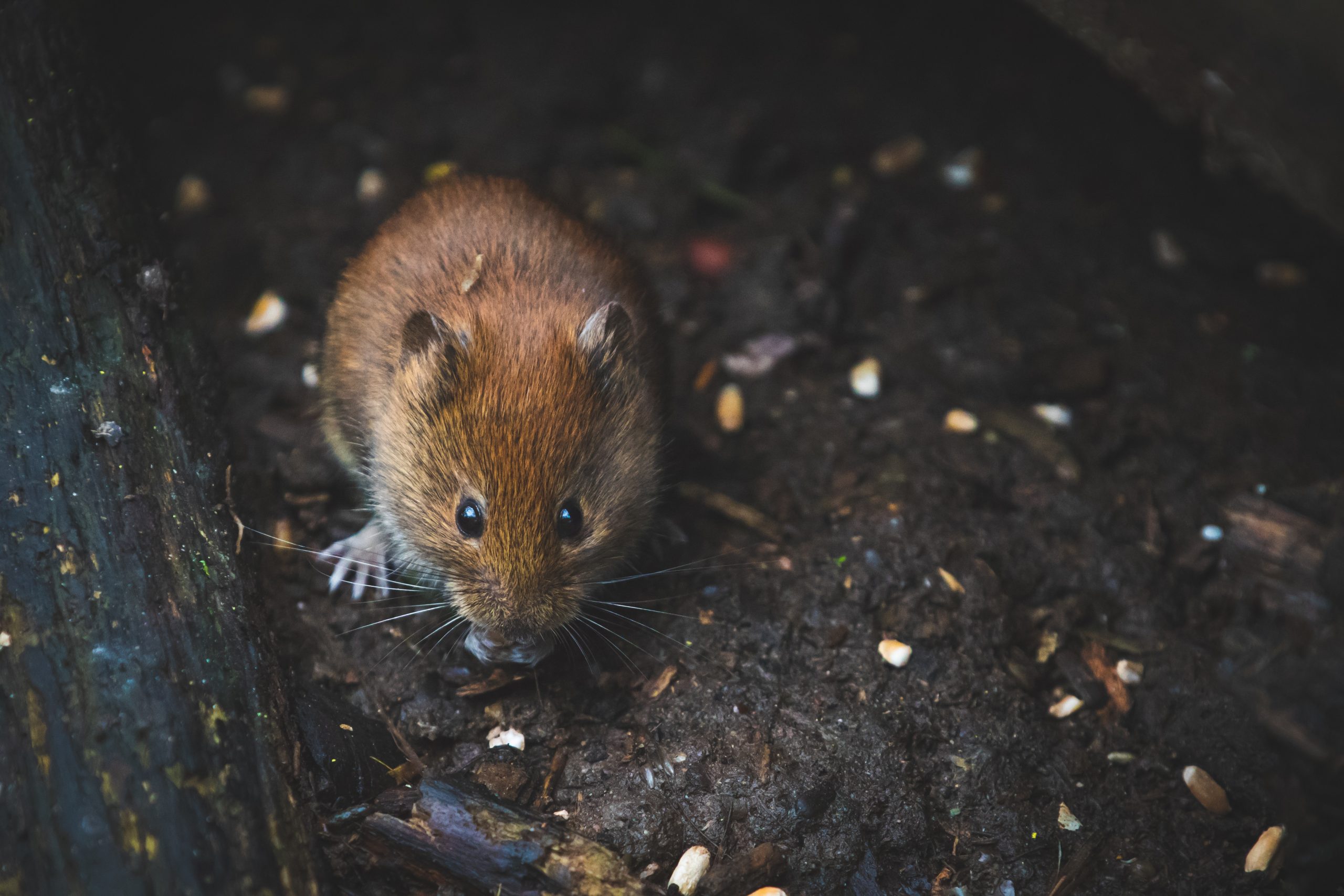 What a Mouse Infestation Taught Me About Control