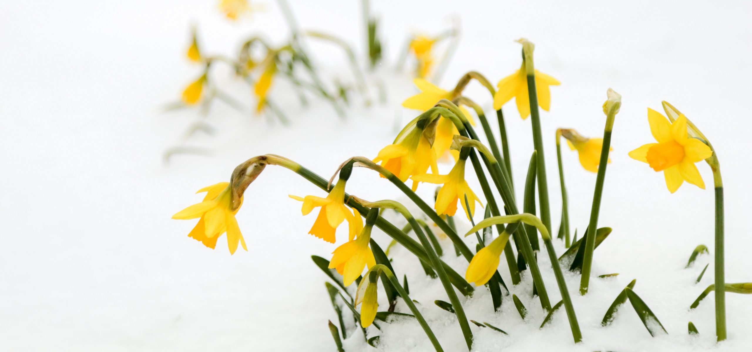Planting Seeds in Winter