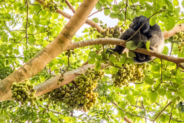 chimp in tree