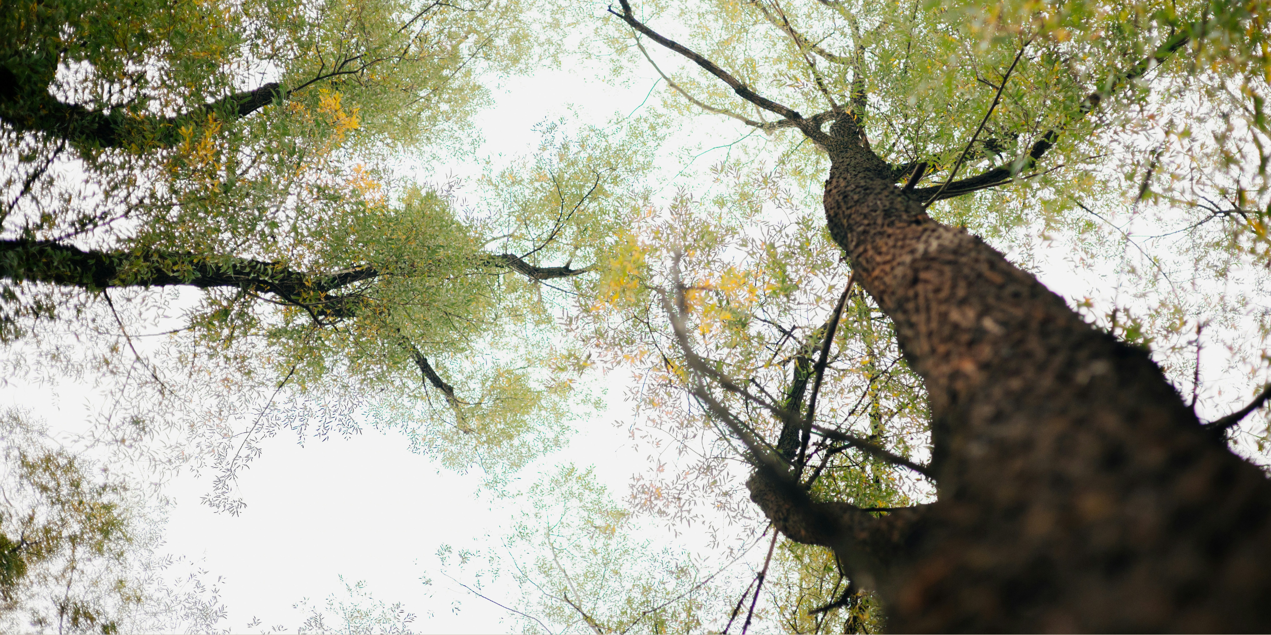 Staying Rooted in Our Identity in Jesus to Reach Others